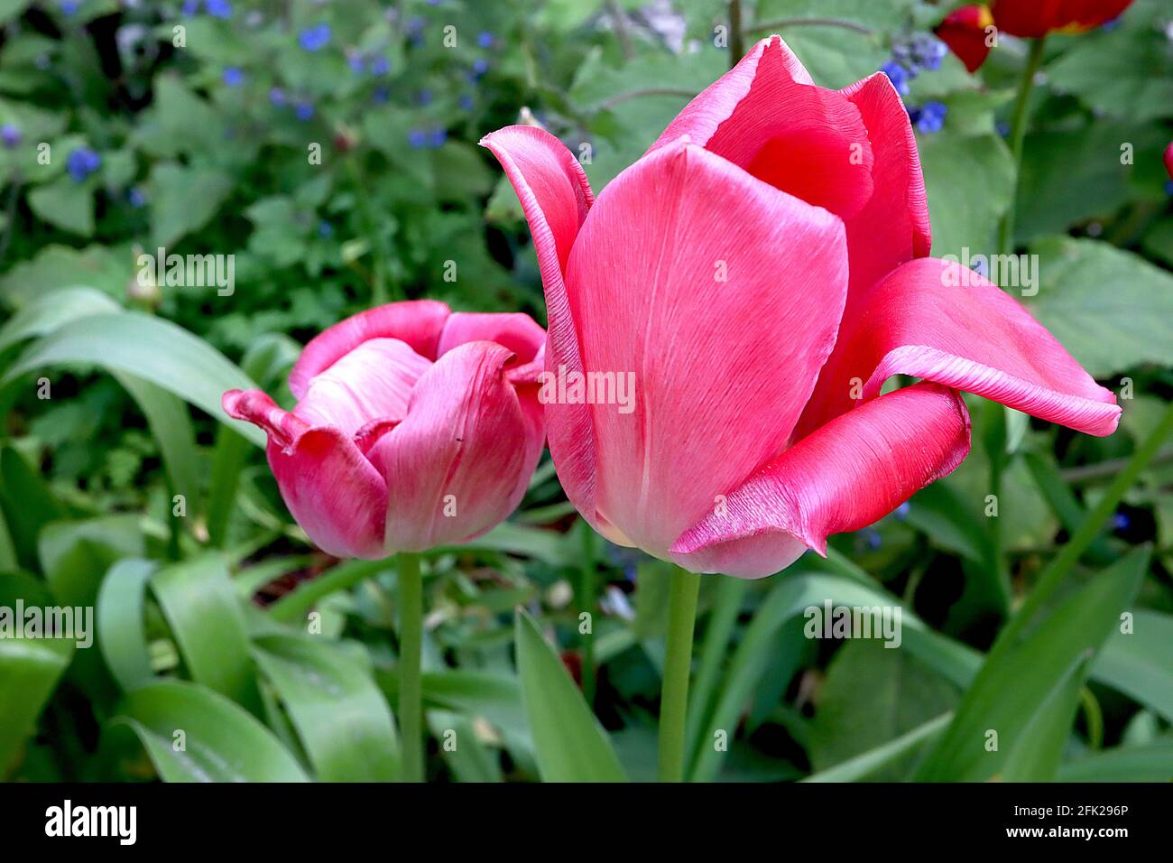 Tulipa 'Bandera Rosa' Tulipán Triumph 3 Tulipán Bandera Rosa – flores de color rosa pálido gastadas, márgenes de color rosa intenso, nervio central blanco, abril, Inglaterra, REINO UNIDO Foto de stock