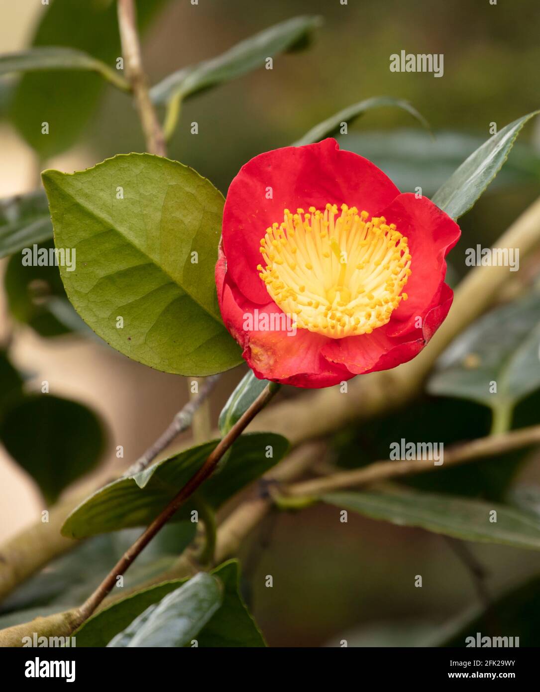 Camellia 'Higo-shagetsu' flor y follaje Fotografía de stock - Alamy Camellia 'Higo-shagetsu' flor y follaje Fotografía de stock - Alamy