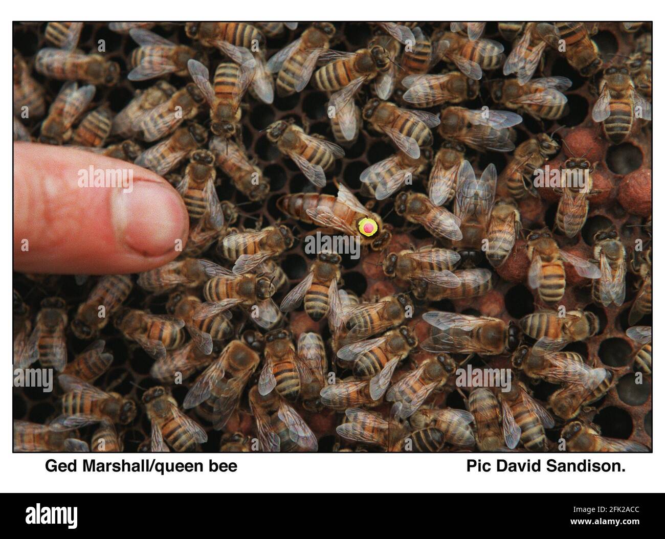 Marco de las abejas Imágenes recortadas de stock - Alamy