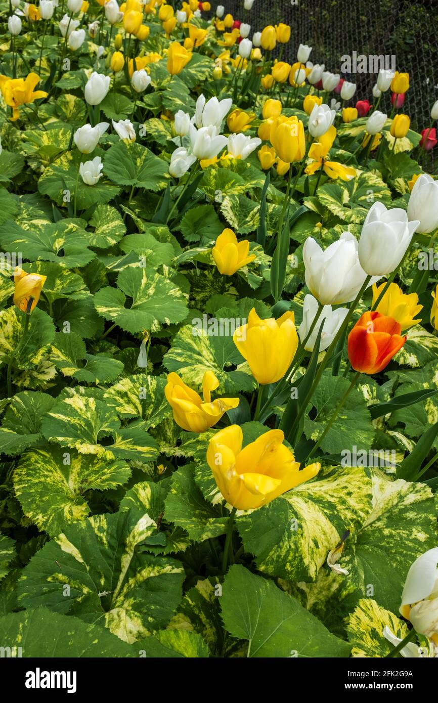 Los tulipanes en un jardín. Foto de stock