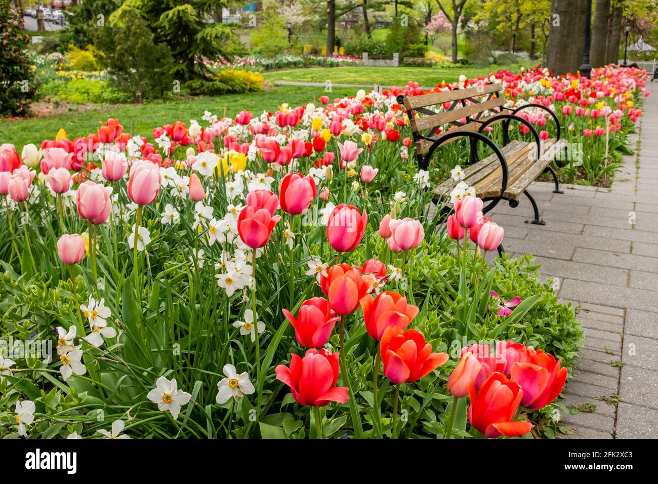 Los tulipanes en un jardín. Foto de stock