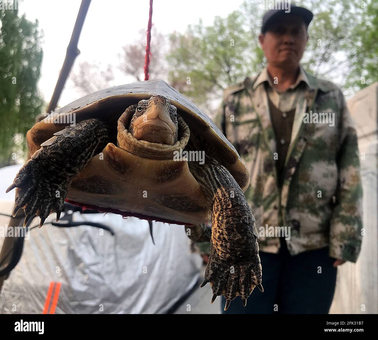 Pekín, China. 27th de Abr de 2021. Un hombre chino migrante vende una tortuga silvestre cerca de un mercado de alimentos en Beijing el martes, 27 de abril de 2021. China ha prohibido la venta de animales salvajes para la alimentación en la mayoría de las provincias debido a la amenaza de otro brote tipo coronavirus debido a la cuestionable inocuidad de los alimentos. Foto de Stephen Shaver/UPI Crédito: UPI/Alamy Live News Foto de stock