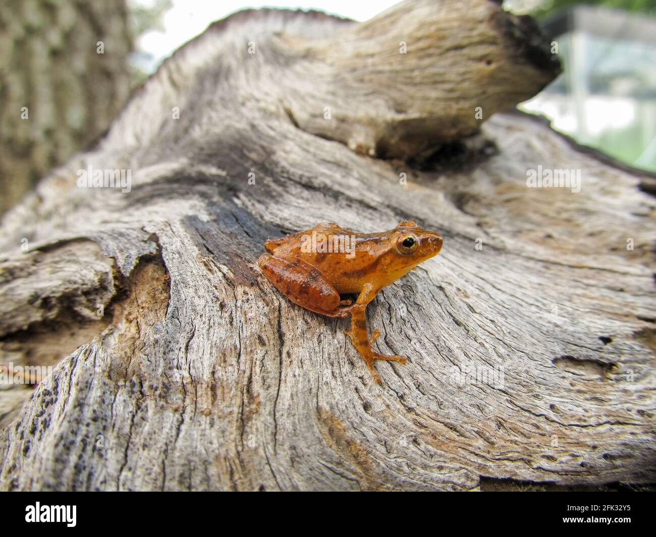 Peeper de primavera del sur (Pseudacris crucifer) Rana coros, posada sobre un trozo de madera de deriva, vista de perfil lateral Foto de stock