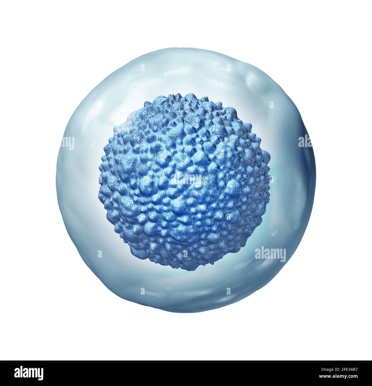 La biología de las células madre como concepto embrionario multicelular u organismo adulto como símbolo de la terapia celular como ilustración de 3D. Foto de stock