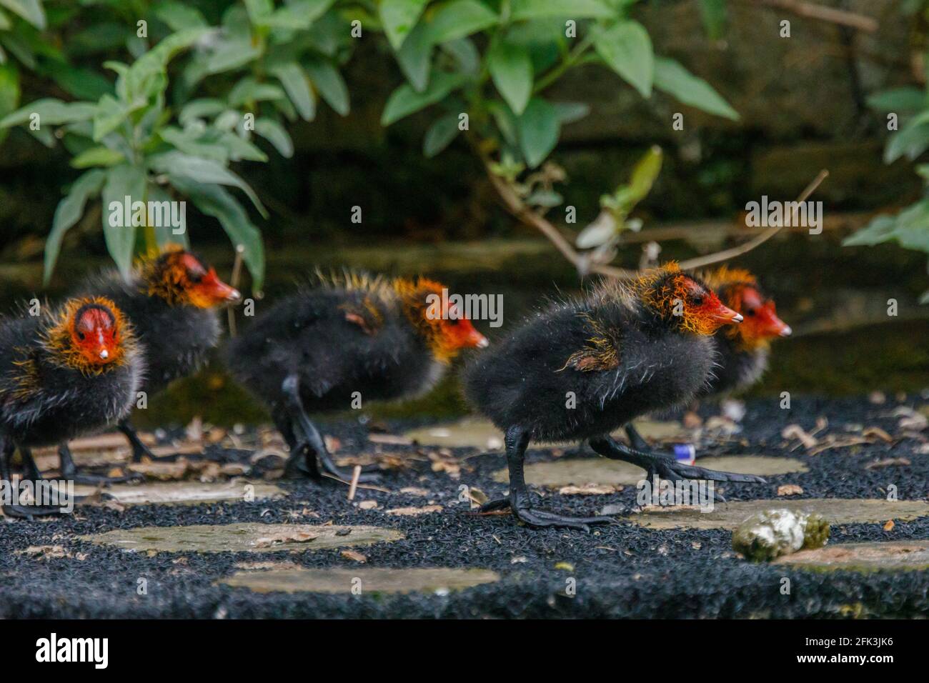 Wapping Canal, Londres, Reino Unido. 28th de abril de 2021. Coot las cocinas de bebé en un canal urbano en Wapping, East London. Amanda Rose/Alamy Foto de stock