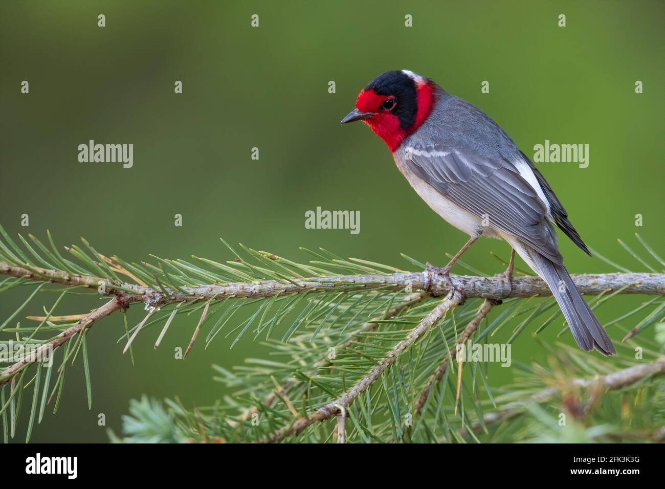 Warbler de cara roja (Cardellina rubrifrons) macho adulto encaramado en una rama Foto de stock