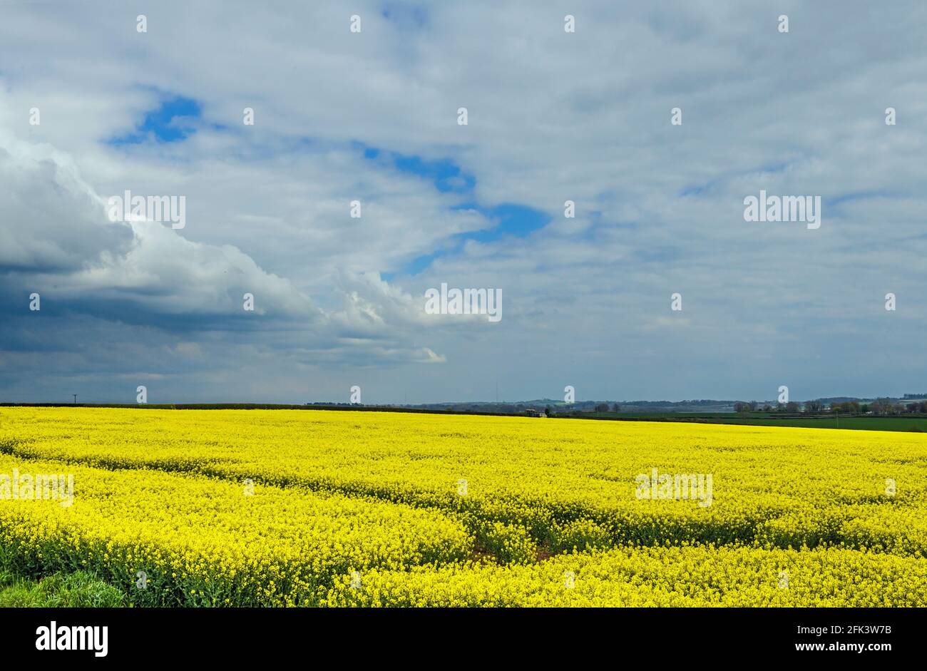 Campo de aceite de colza en el valle de Glamourgan in gales del sur, Reino Unido Foto de stock