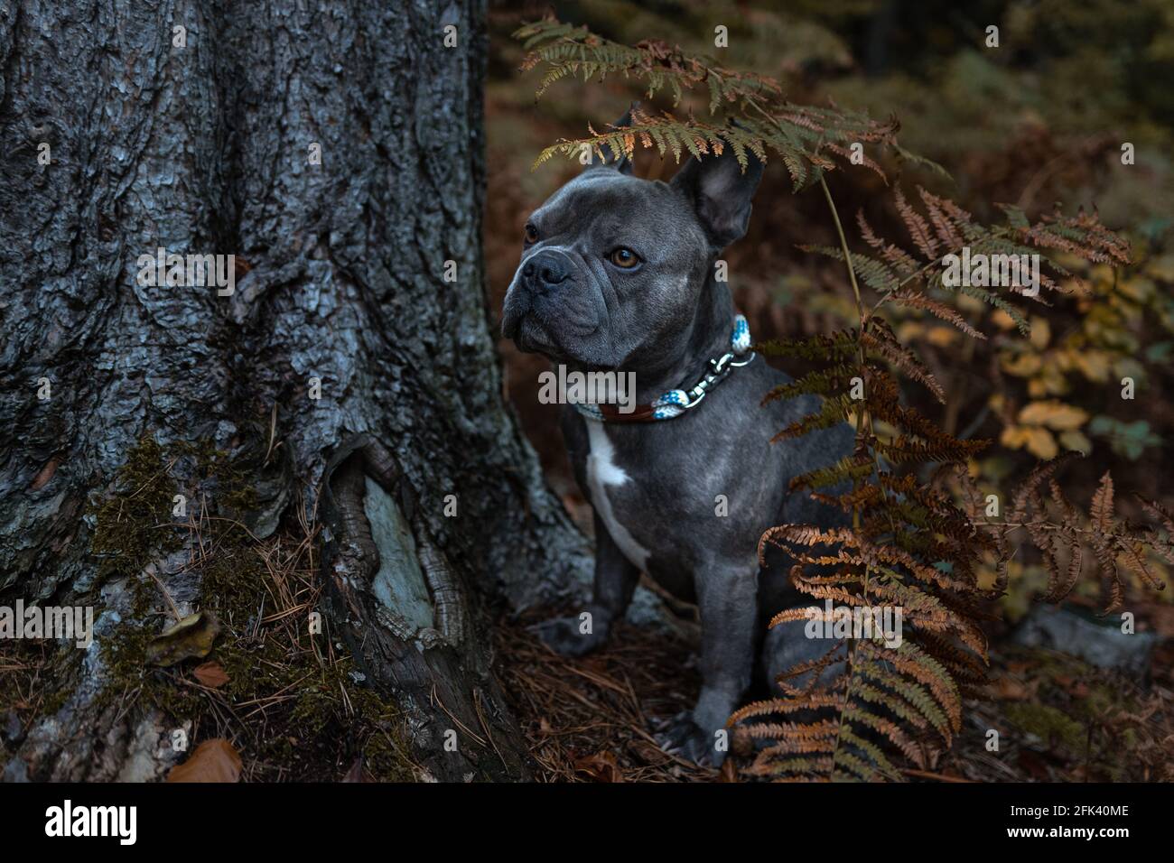 Bulldog francés en una aventura al aire libre en el bosque - explorar el bosque a pie Foto de stock
