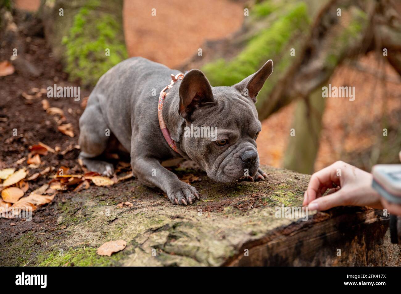 Bulldog francés en una aventura al aire libre en el bosque - explorar el bosque a pie Foto de stock