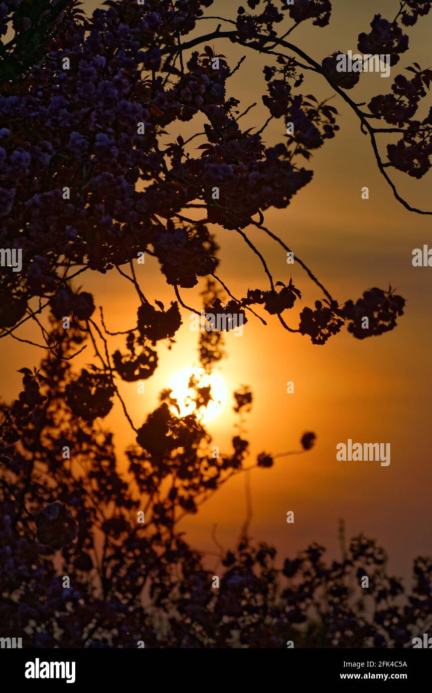 Un espectacular sol de gran tamaño tirado a través del follaje del árbol Foto de stock