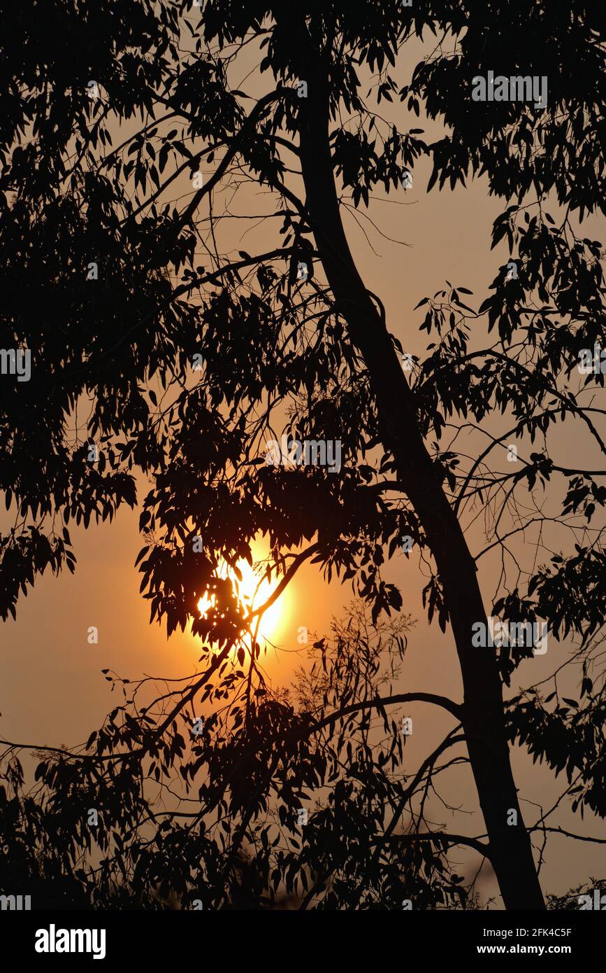 Un espectacular sol de gran tamaño tirado a través del follaje del árbol Foto de stock