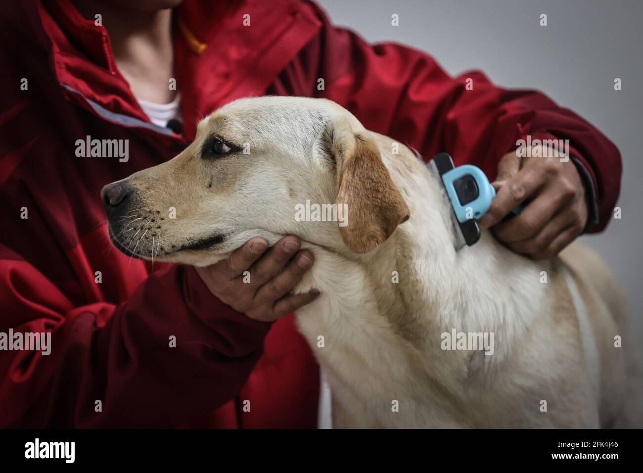 210428) -- DALIAN, 28 de abril de 2021 (Xinhua) -- El entrenador Fu Mingyan  peine a un perro guía en Dalian, provincia de Liaoning en el noreste de  China, 22 de abril