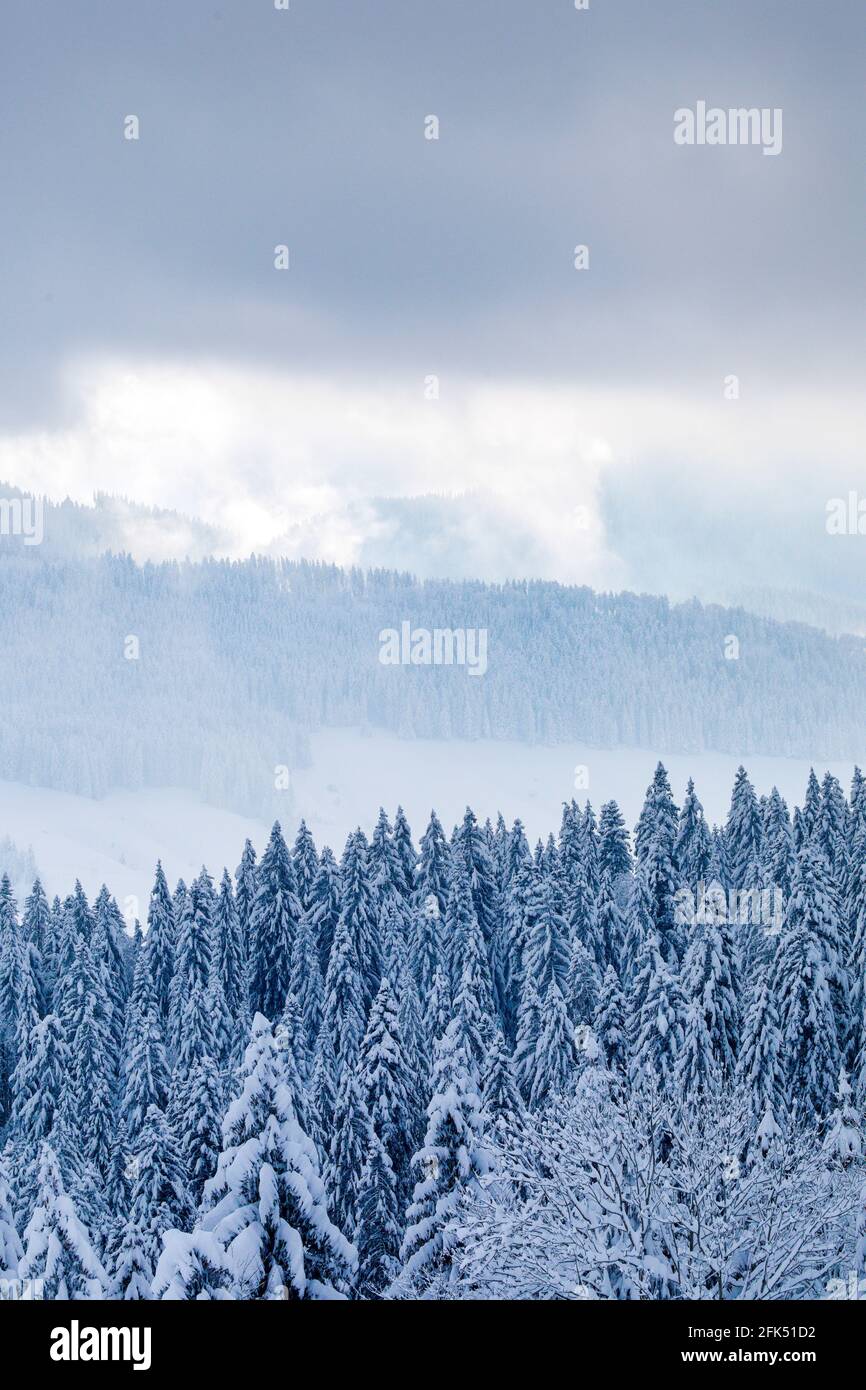 Verschneiter Fichtenwald am Ratenpass, Zug, Schweiz Foto de stock