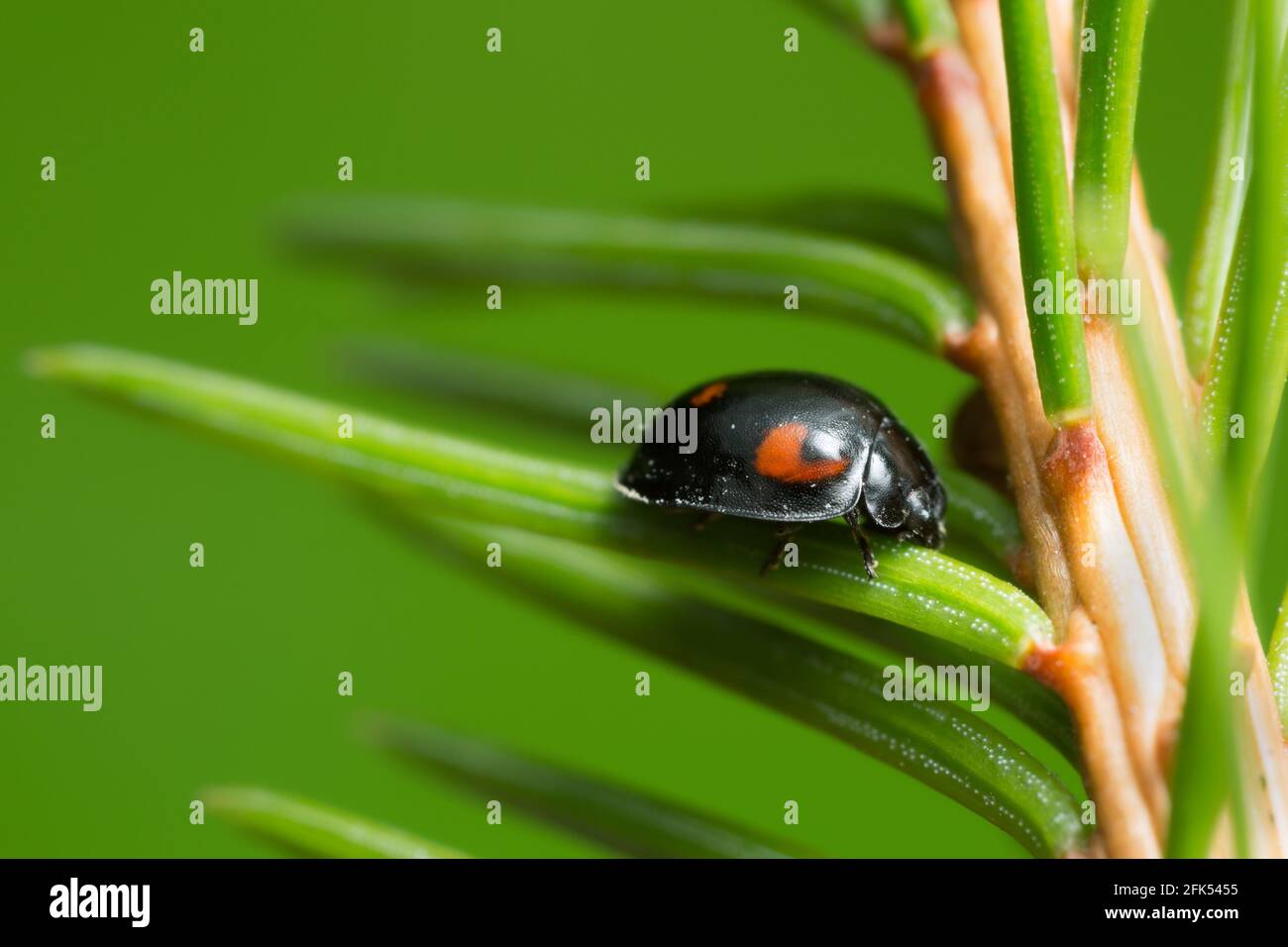 Ladybug, Exochomus quadripustulatus en aguja de pino Foto de stock