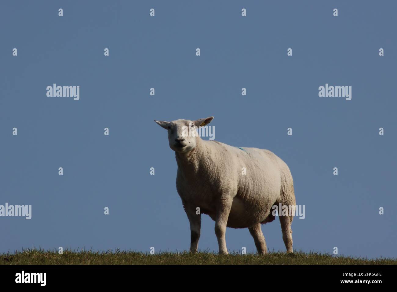 Ovejas descansando sobre dique en Ostfriesland, Schafe ruhen sich auf Deich aus und genießen die Sonne Foto de stock