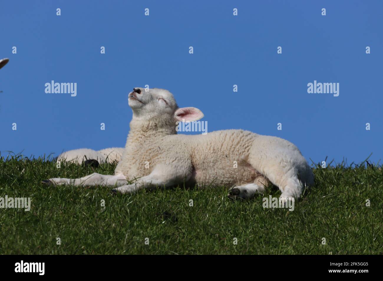 Ovejas descansando sobre dique en Ostfriesland, Schafe ruhen sich auf Deich aus und genießen die Sonne Foto de stock