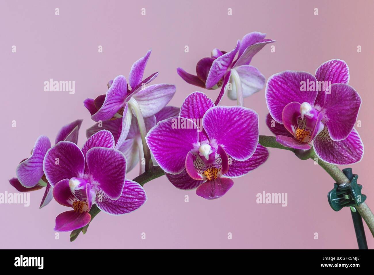 Orquídea de polilla (Phalaenopsis amabilis) Hermosas flores de orquídeas  moradas en flor sobre fondo rosa Fotografía de stock - Alamy