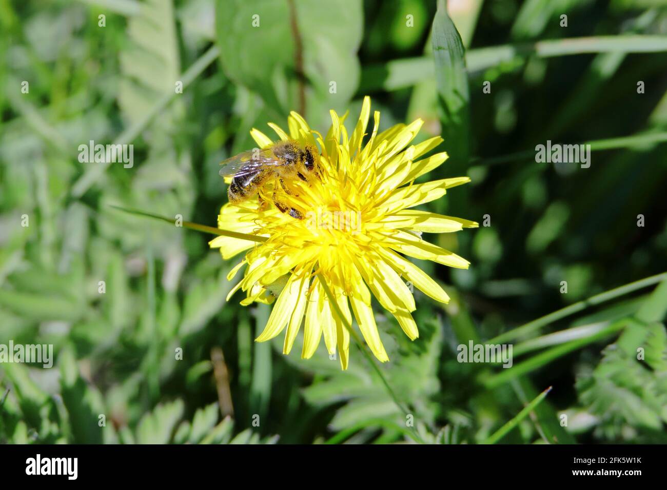 Una abeja de miel (Apis mellifera) sobre un diente de león amarillo (Taraxacum officinale) flor Foto de stock