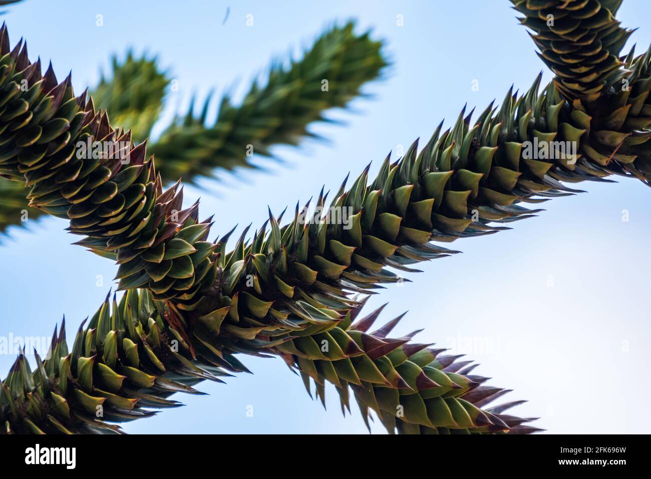 Agujas de árbol siempreverde Araucaria araucana, comúnmente llamado el Árbol de Puzzle de Monos, Árbol de Cola de Monos, Pewen o Pino Chileno Foto de stock