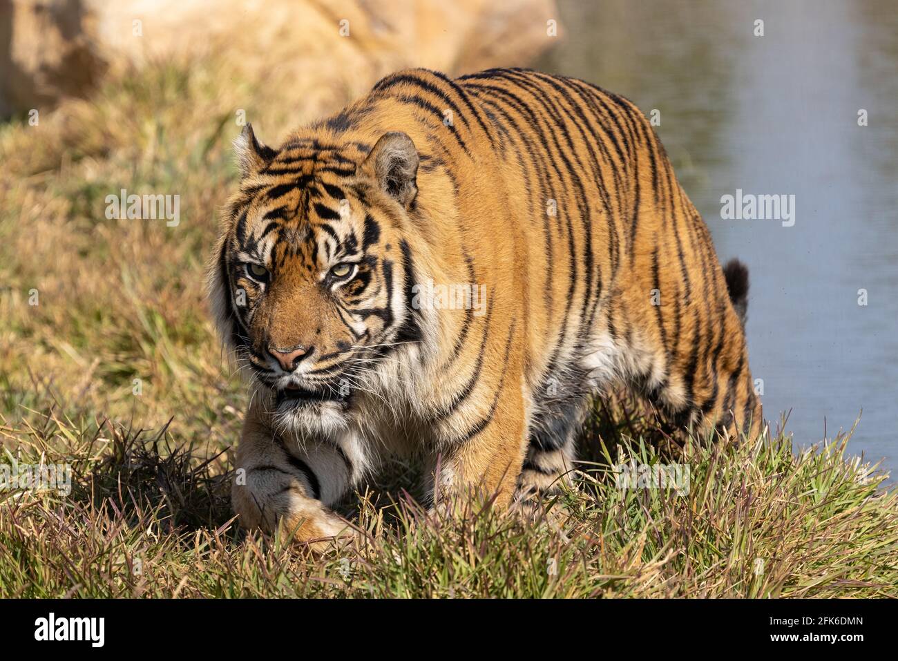 El tigre de Sumatran en el zoológico de Australia de Sydney Foto de stock