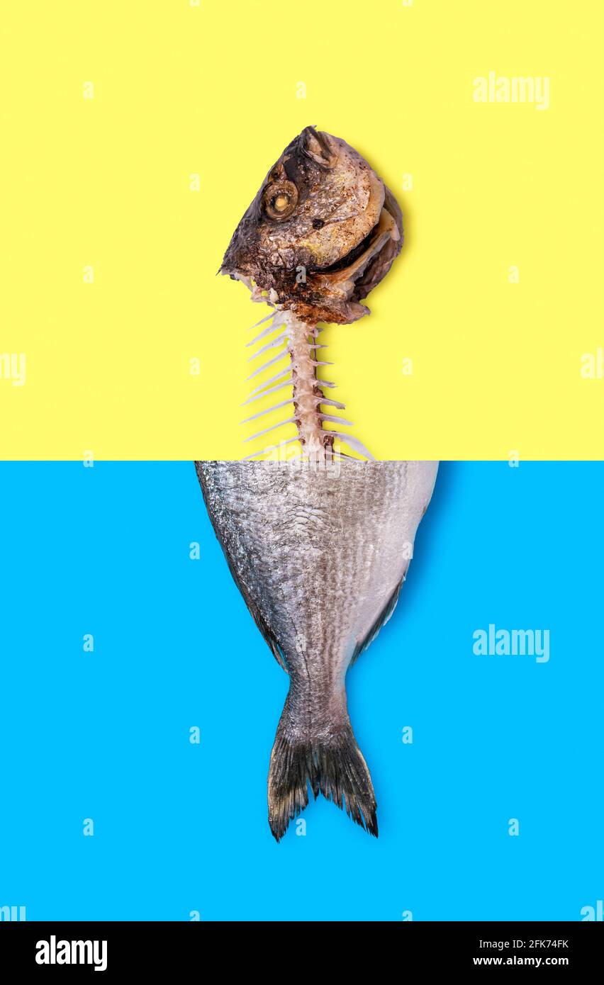 Vista superior con mitad de un pescado crudo y medio esqueleto de pescado,  aislado sobre un fondo bicolor. El pez dorado cambia de crudo a hueso  Fotografía de stock - Alamy
