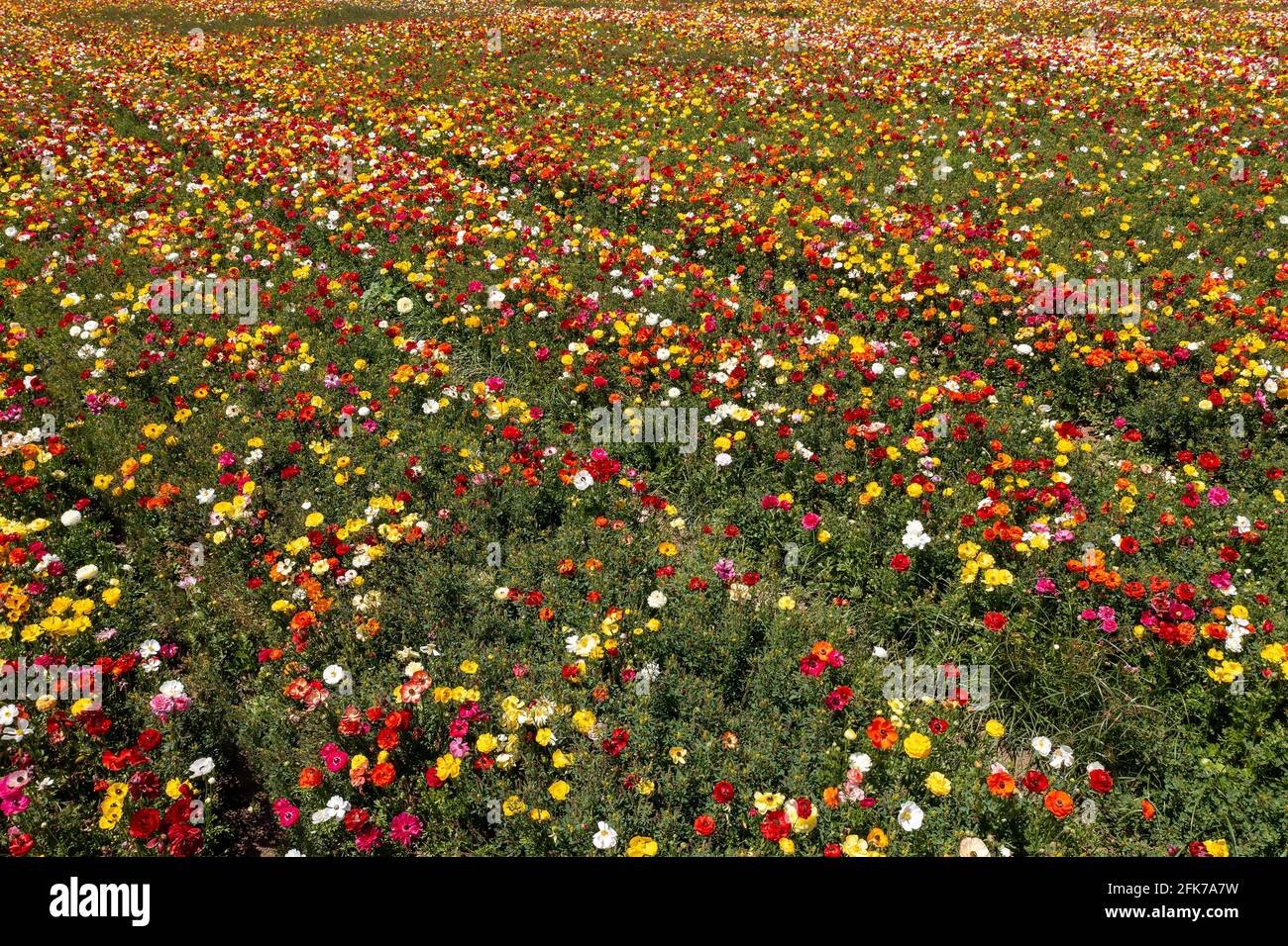 Filas de Buttercups en flor y en varios colores, Vista aérea. Foto de stock
