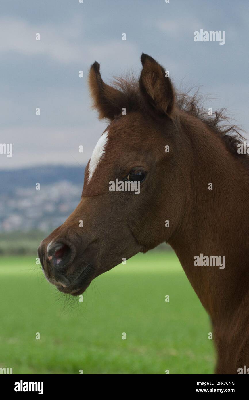 El caballo árabe o árabe es una raza de caballo que se originó en la Península Arábiga. Con una forma distintiva de la cabeza y un carro de cola alta, el árabe Foto de stock