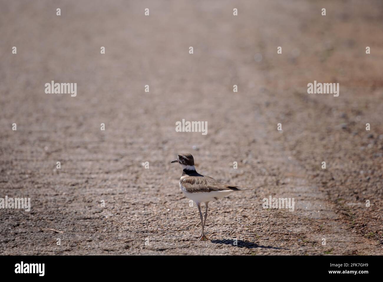 Killdeer (Charadrius vociferus) - Condado de Hall, Georgia. Un killdeer camina por el medio de un camino pavimentado. Foto de stock