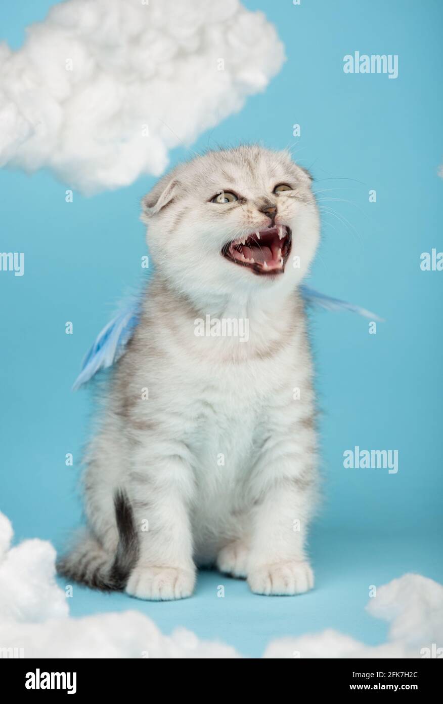 El gatito escocés vestido con alas azules se ciñe fuerte entre las nubes de algodón. El color crema de corte a rayas agresivo se asienta con la boca abierta sobre una espalda azul Foto de stock