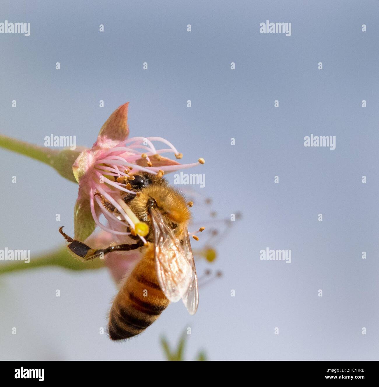 Abeja de miel occidental (Apis mellifera) - Condado de Hall, Georgia. Abeja de miel recogiendo néctar de una flor de cerezo. Foto de stock