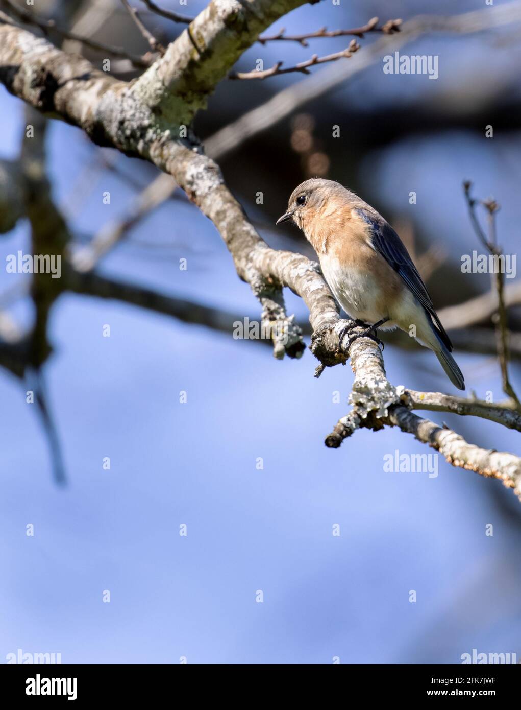 Bluebird oriental (Sialia sialis) - Condado de Hall, Georgia. Bluebird del este que hace un estudio de la tierra abajo en una soleada tarde de invierno. Foto de stock