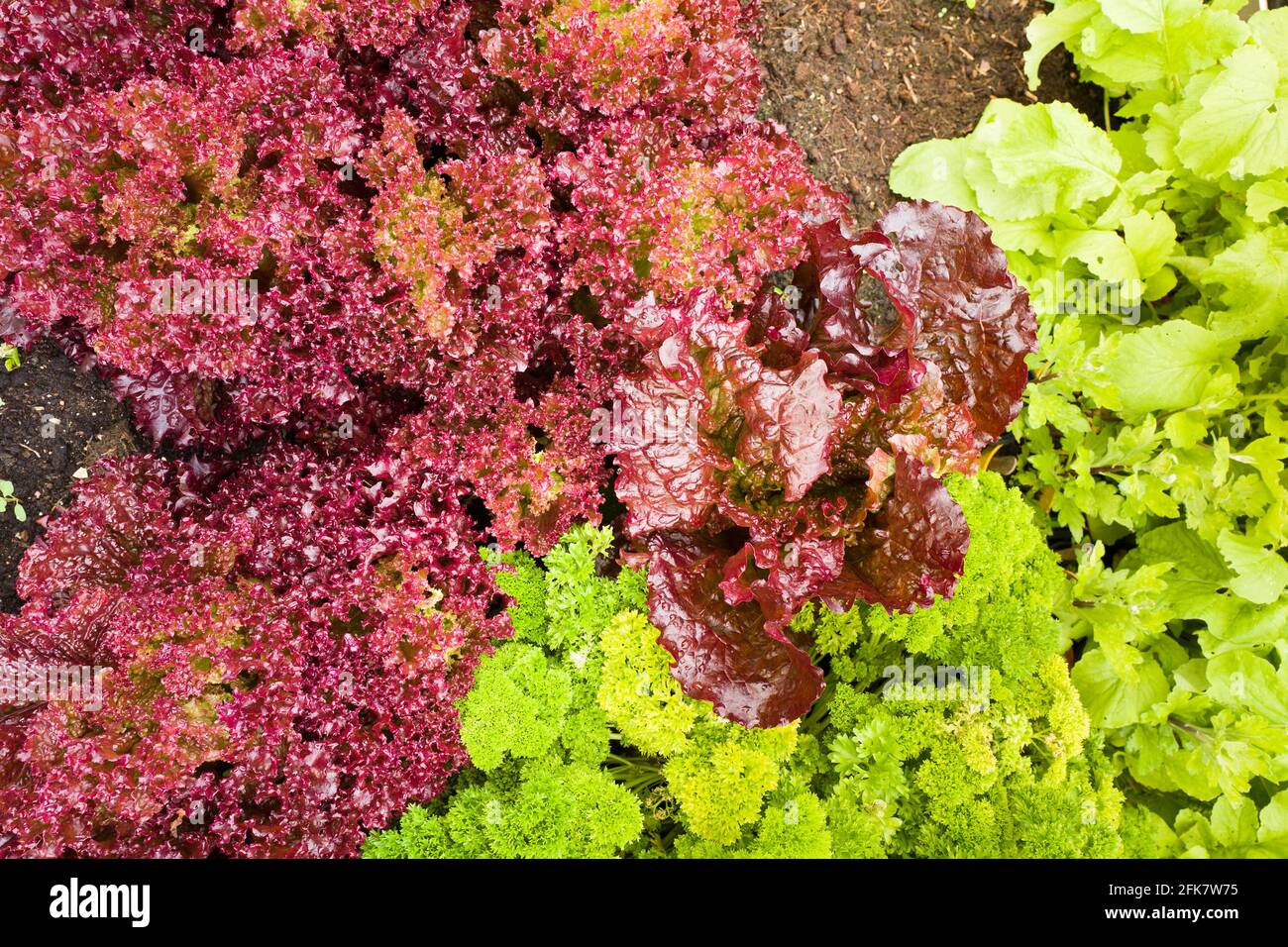 Lechuga Loolo Rosso creciendo en una cama con otra ensalada Cultivos vegetales en un jardín inglés Foto de stock
