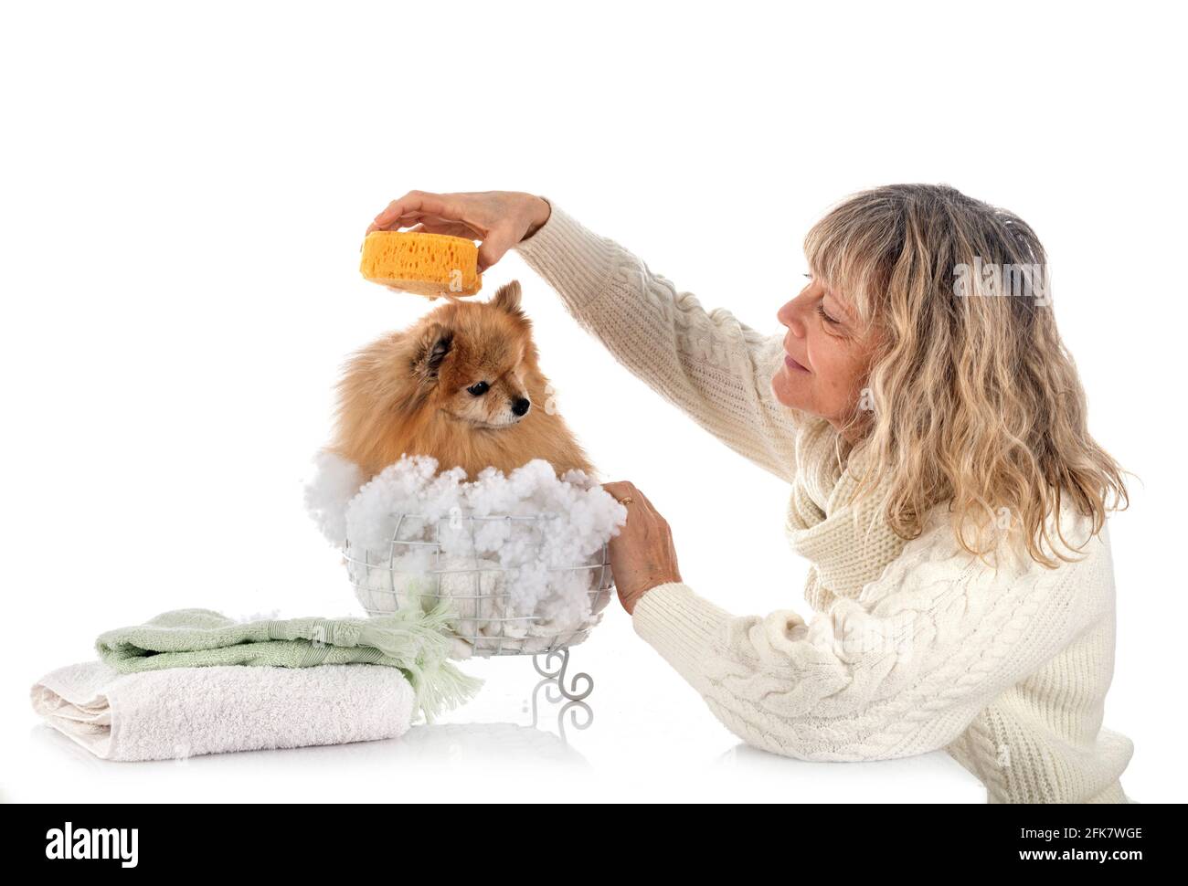 pomeranian adulto y mujer delante de fondo blanco Foto de stock
