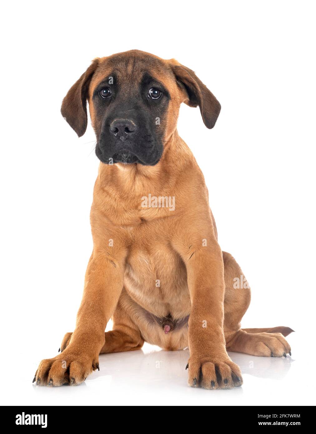 Cachorro mastín italiano delante de un fondo blanco Foto de stock