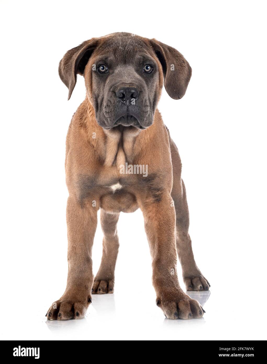 Cachorro mastín italiano delante de un fondo blanco Foto de stock