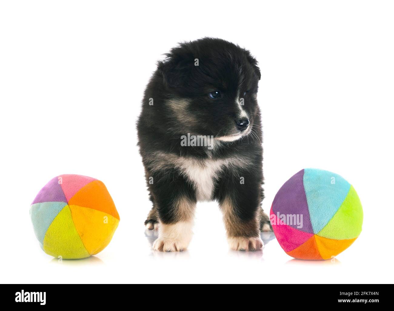 Puppy Finnish Lapphund delante de un fondo blanco Foto de stock