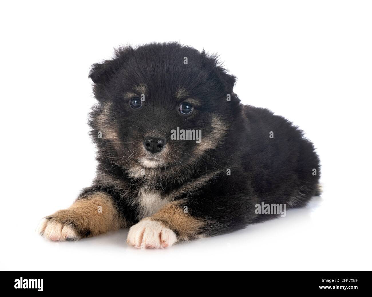 Puppy Finnish Lapphund delante de un fondo blanco Foto de stock