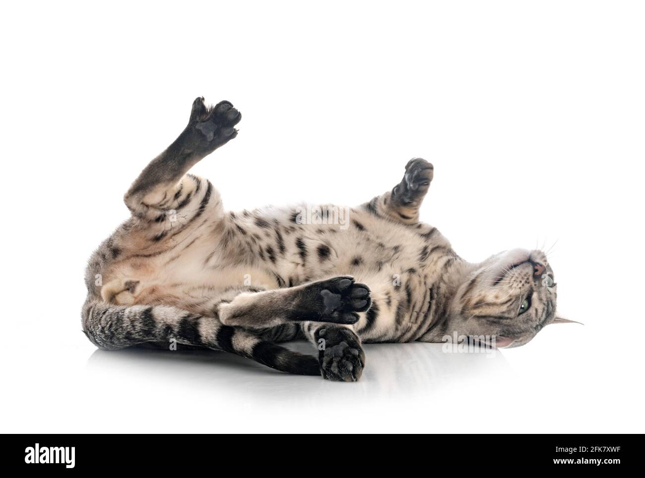Gato de Bengala en la parte delantera del fondo blanco. Foto de stock
