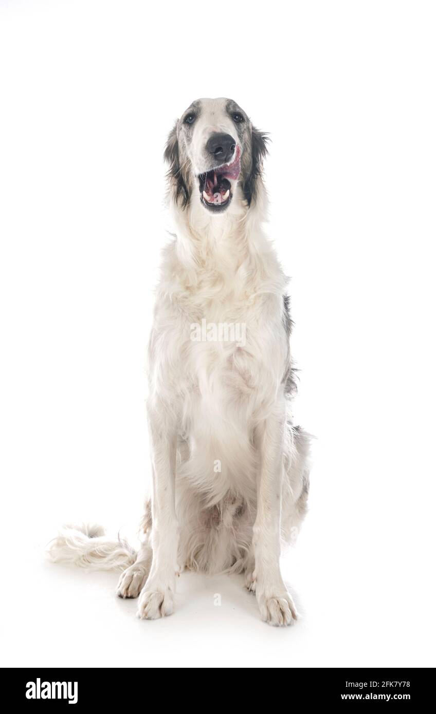 borzoi joven frente al fondo blanco Foto de stock
