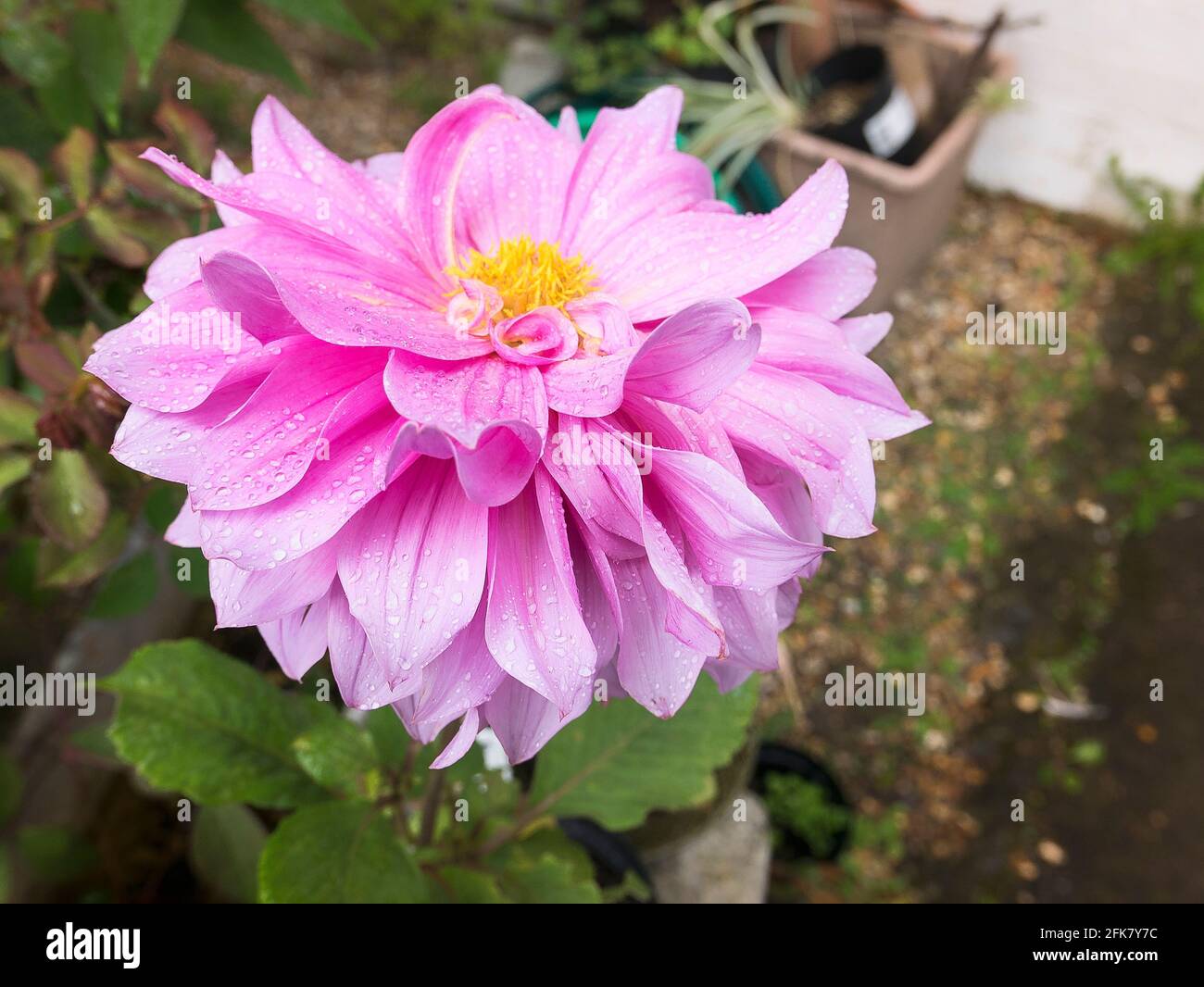 Dahlia Hamari Chica decorativa gigante en flor rosa en un Jardín inglés en septiembre Foto de stock