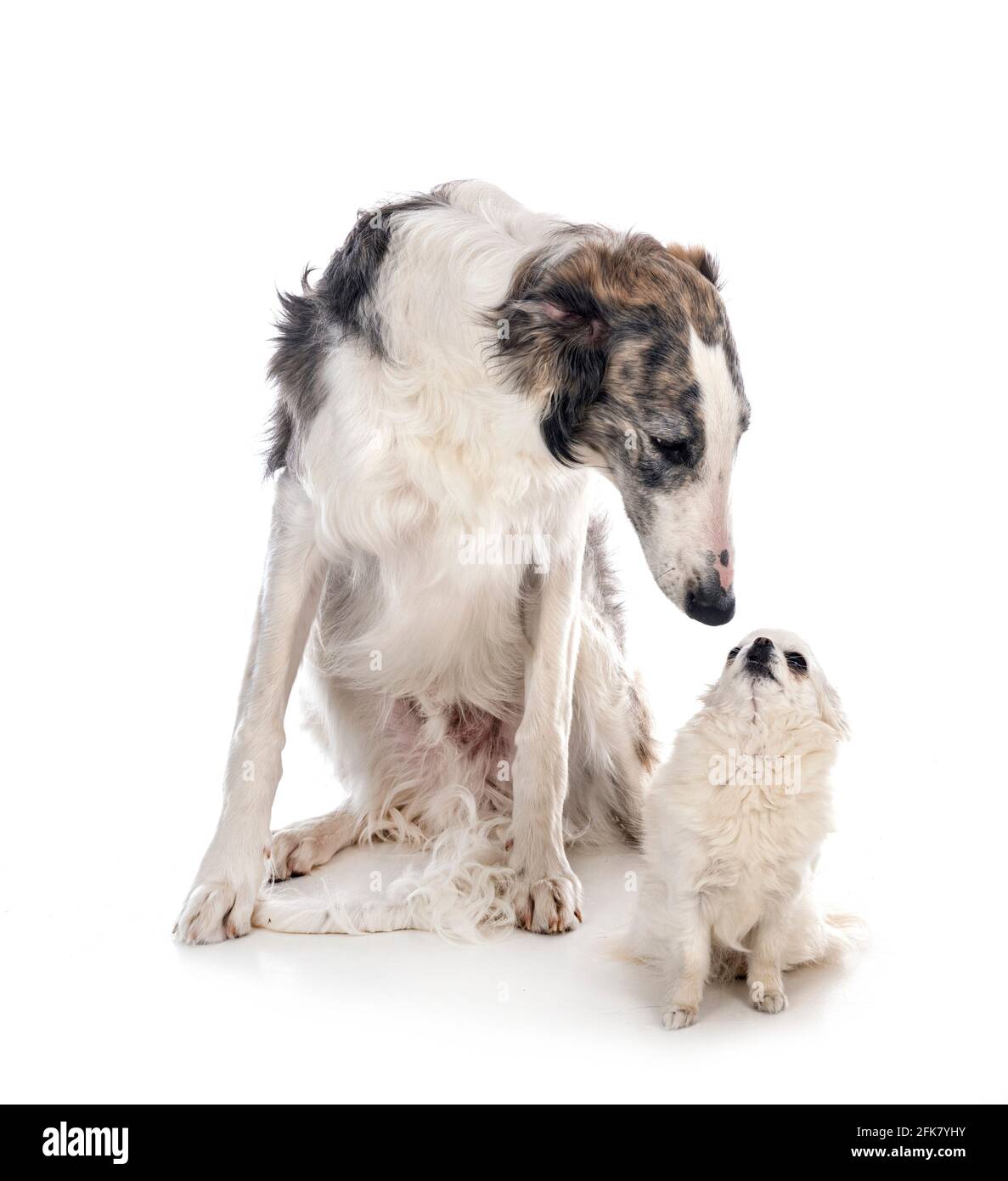 jóvenes borzoi y chihuahua frente a fondo blanco Foto de stock
