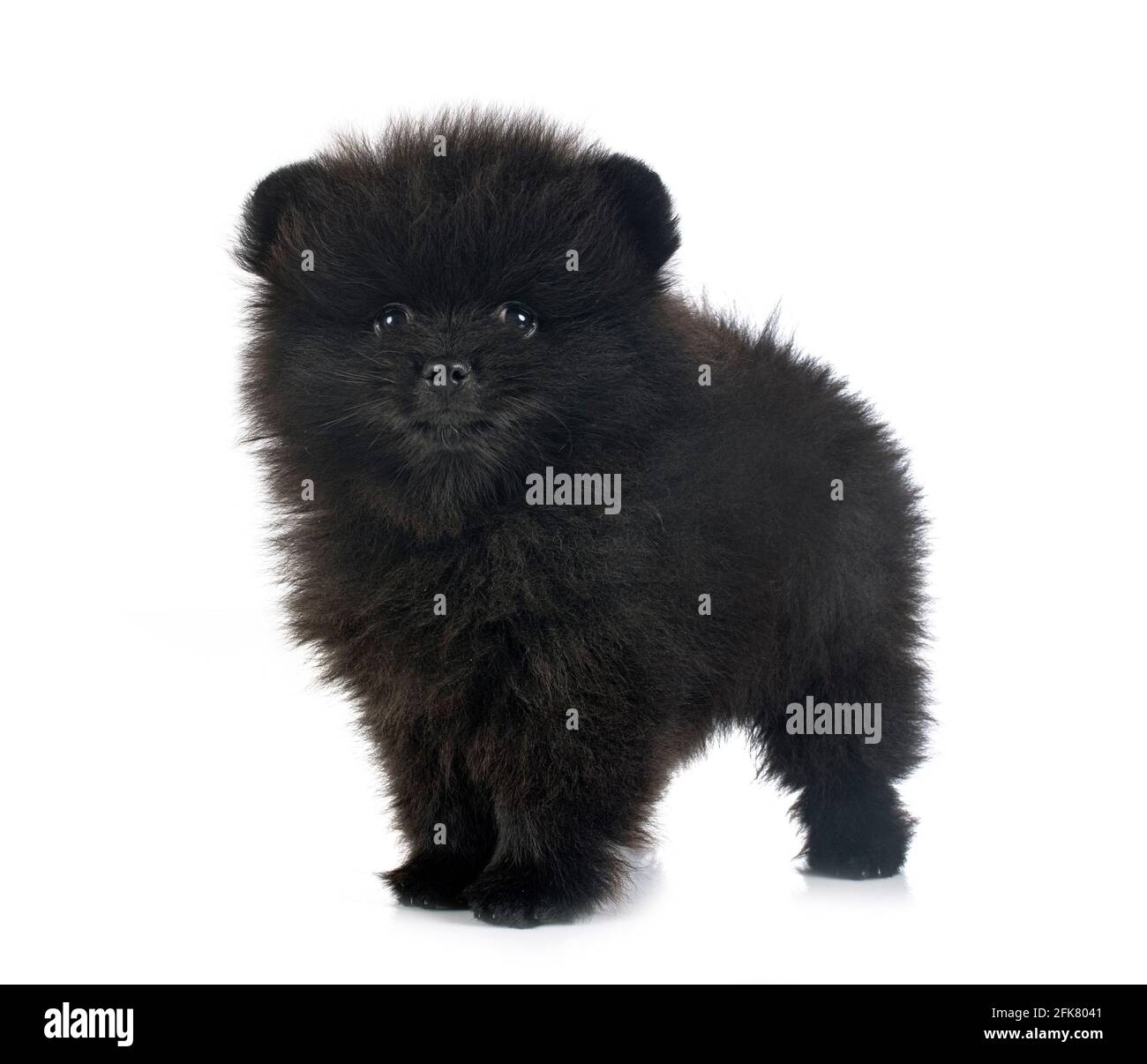 Pomerania jóvenes delante de un fondo blanco Foto de stock