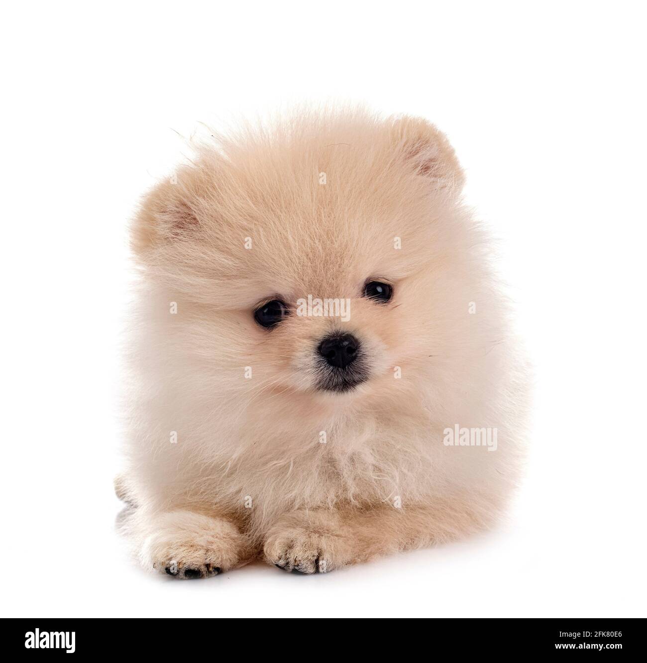 Pomerania jóvenes delante de un fondo blanco Foto de stock