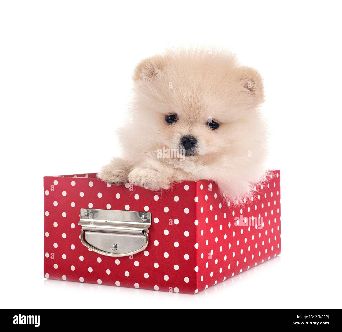 Pomerania jóvenes delante de un fondo blanco Foto de stock