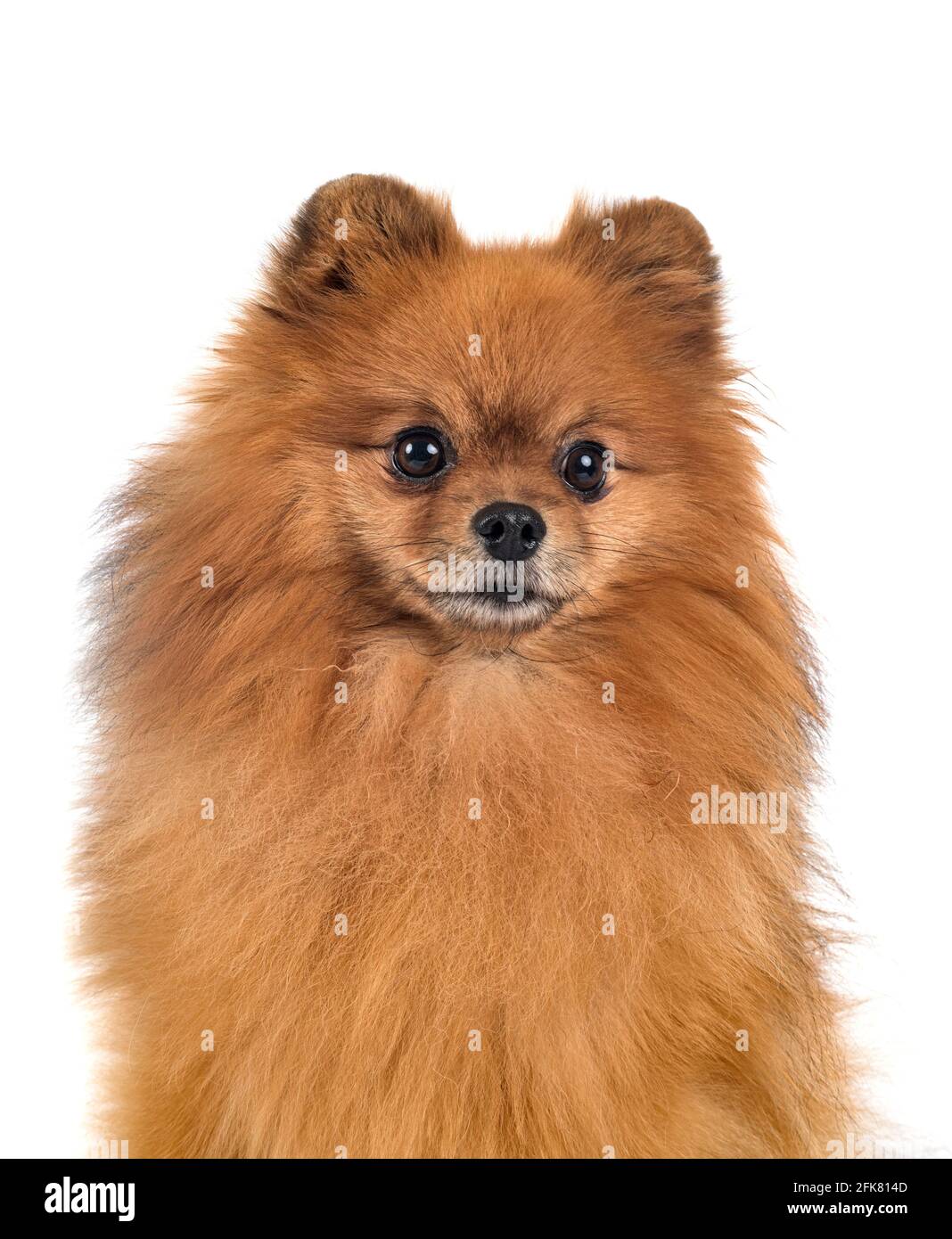 Pomerania jóvenes delante de un fondo blanco Foto de stock
