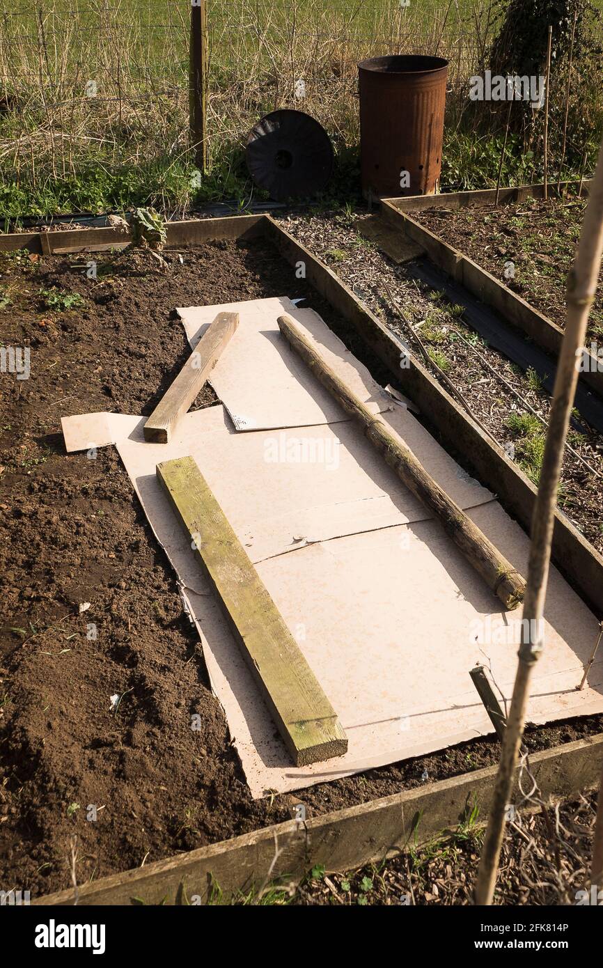 El embalaje de cartón viejo se recicló para suprimir las malas hierbas y calentar el suelo antes de plantar patatas de siembra en un jardín inglés en el Reino Unido Foto de stock