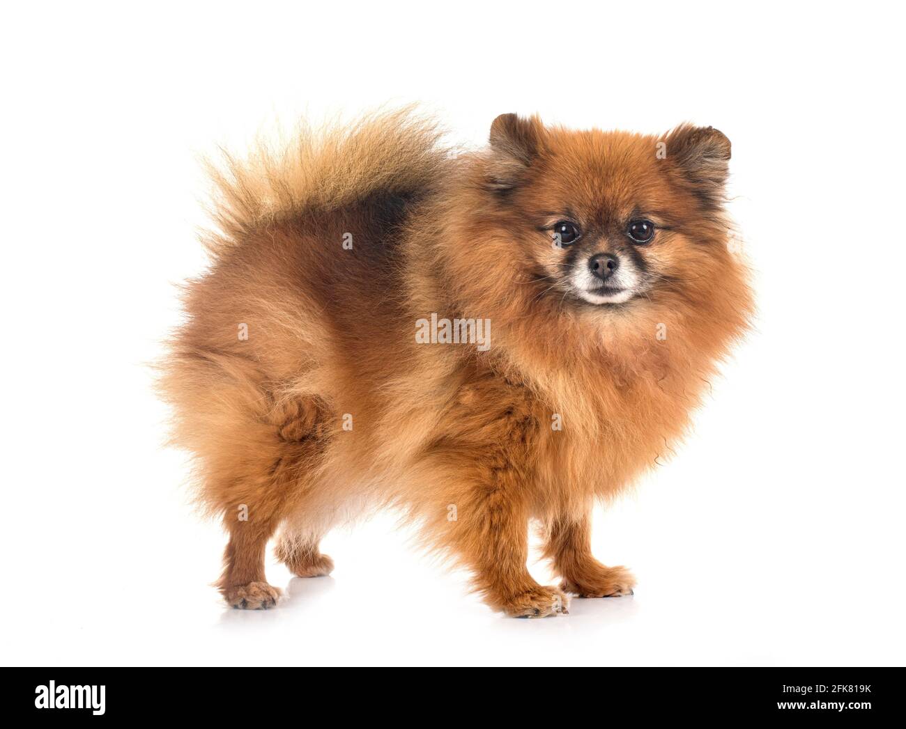 Pomerania jóvenes delante de un fondo blanco Foto de stock