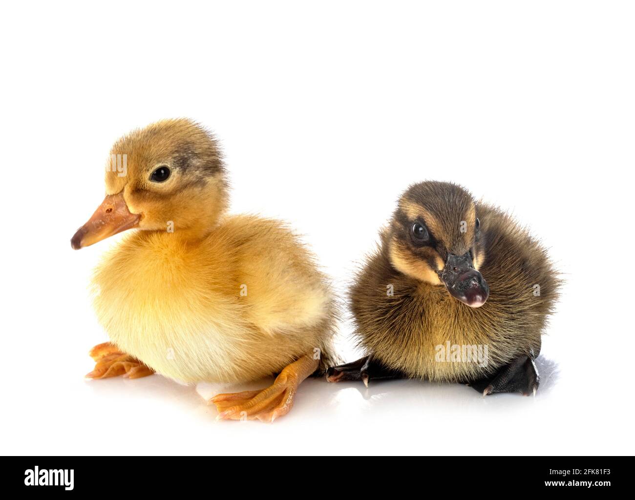 pequeños patos delante de fondo blanco Foto de stock