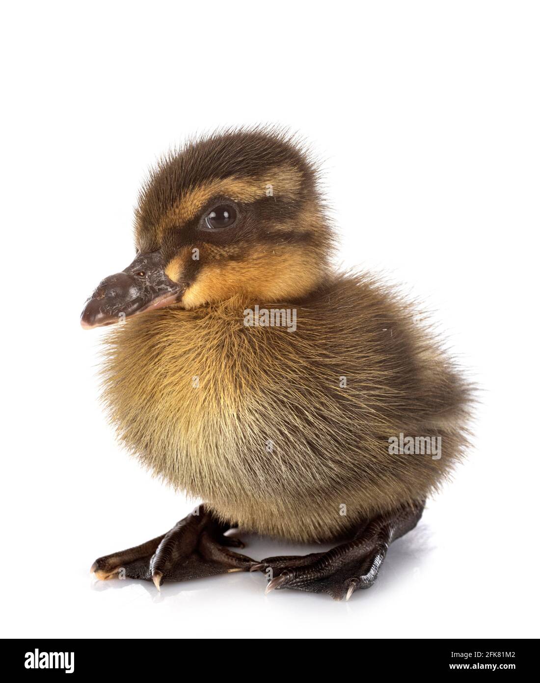 Patito joven delante de un fondo blanco Foto de stock
