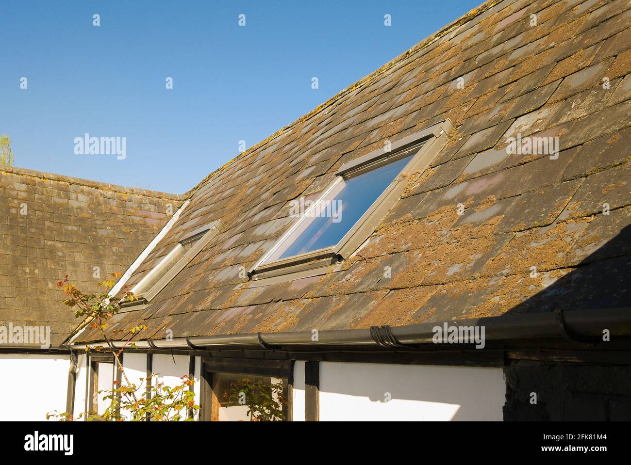 Un antiguo granero con tejado de pizarra cubierto de musgos y líquenes. Tenga en cuenta la adición posterior de dos luces de techo en el Reino Unido Foto de stock